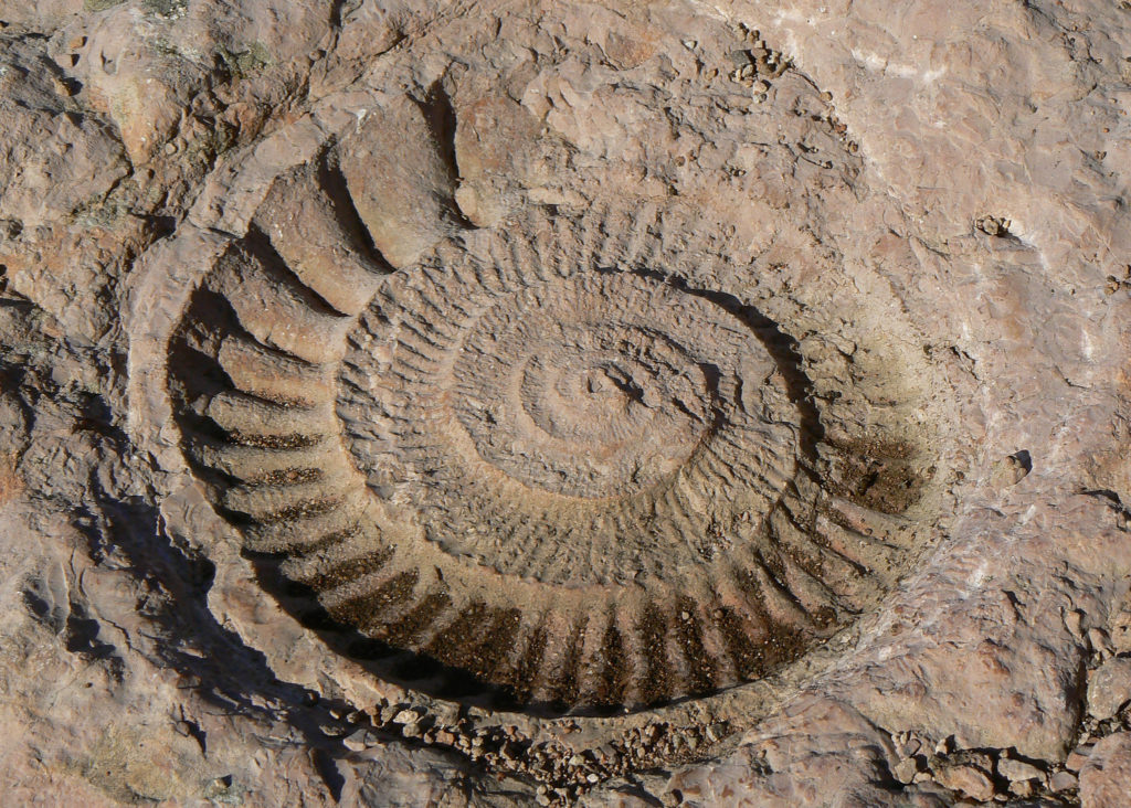 Ruta de los Ammonites