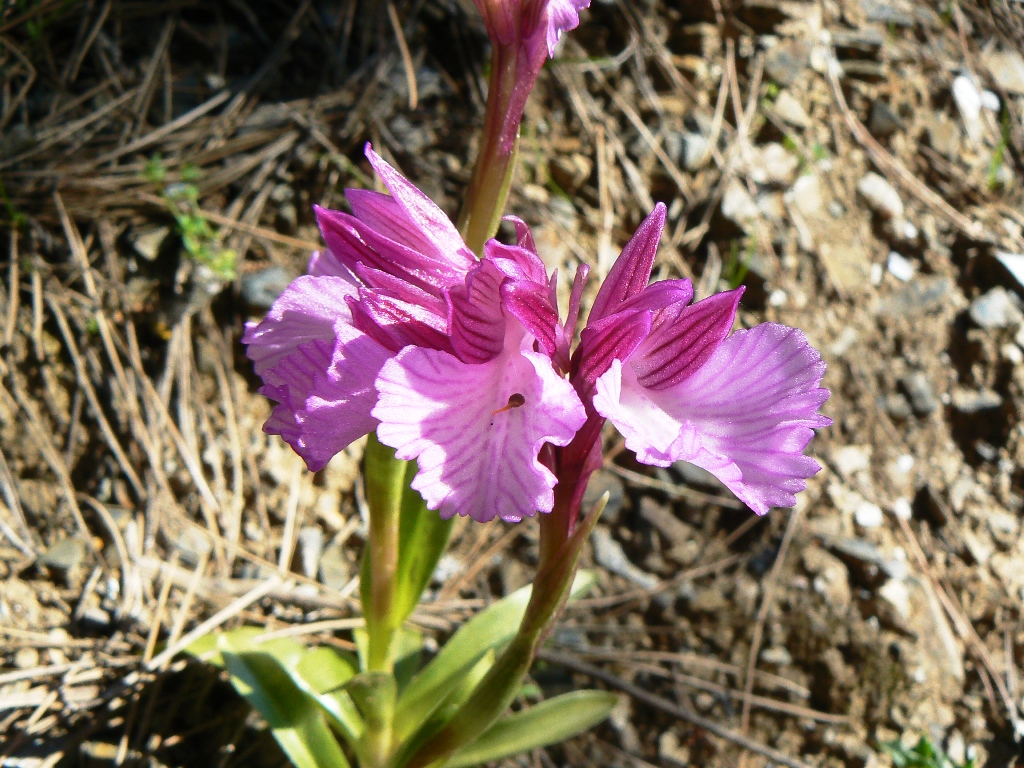 jornada orquideas torcal 5