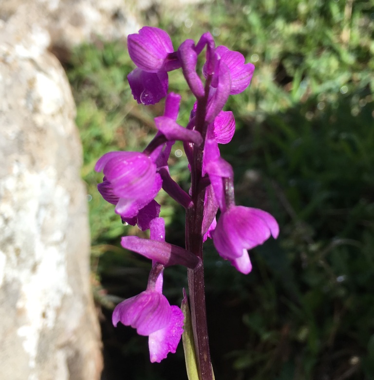 jornada orquideas torcal 8
